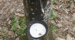 Menanam dan menakik getah adalah salah satu bagian dari tapak lapan. Foto dokumentasi Bilik Kreatif