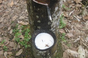 Menanam dan menakik getah adalah salah satu bagian dari tapak lapan. Foto dokumentasi Bilik Kreatif